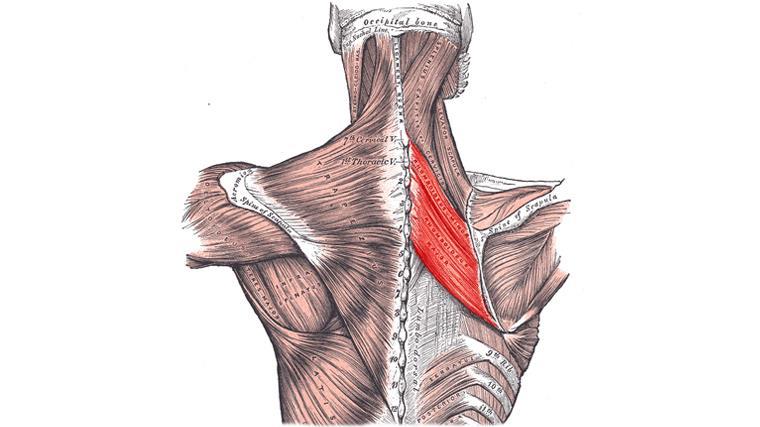 عضلات متوازی الاضلاع (Rhomboid)