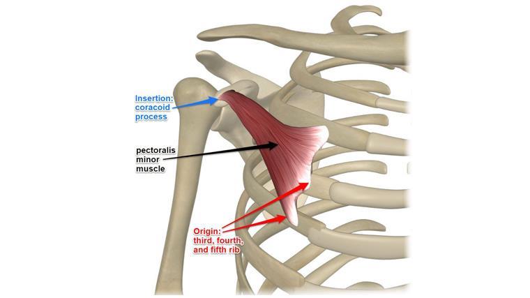 عضله سینه‌ای کوچک (Pectoralis Minor)