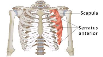 عضله دندانه‌ای قدامی (Serratus Anterior)