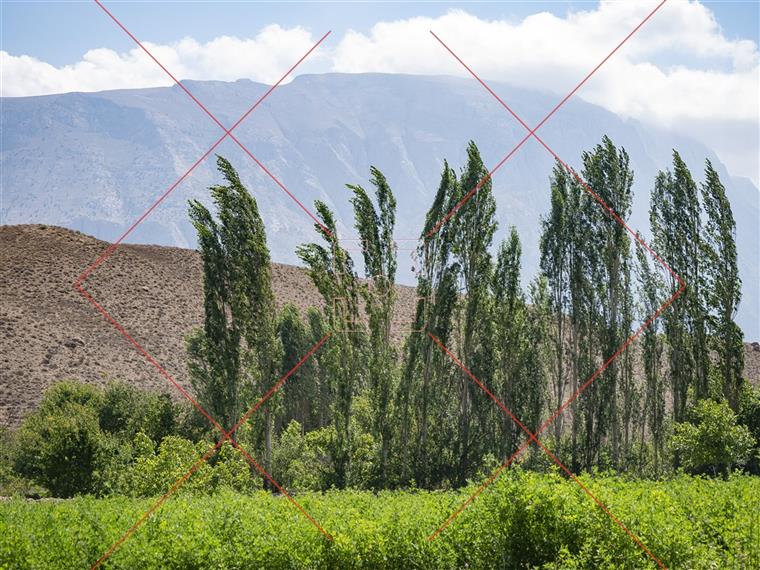 سپیدار